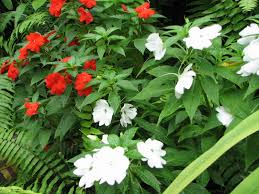 Image result for Impatiens irvingii