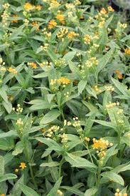 Image result for Asclepias curassavica