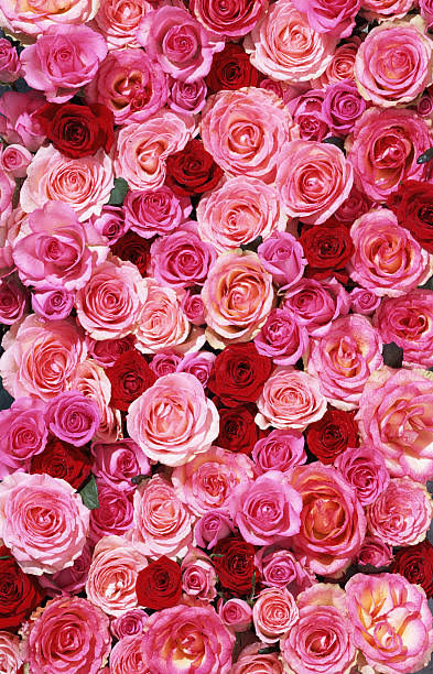 Bed Of Roses Xxlarge Stock Photo - Download Image Now - Rose - Flower,  Flower, Pink Color - iStock