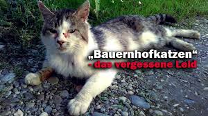 Das Traurige Schicksal Der Bauernhofkatzen Animals United E V