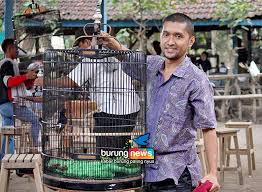 Ciri yang selanjutnya, tentu saja dari segi kicauan. Kontes Cimantul Bc Jember Sabelo Murai Batu Gembung Yang Ungguli Non Gembung Burungnews