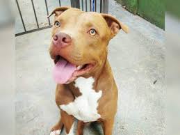 We did not find results for: Vitima De Furto Empresario Tambem Ficou Sem Saddam Cao Pitbull De 4 Anos Direto Das Ruas Campo Grande News