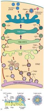 Movement Of Materials By Vesicular Transport Between Membranous Compartments Of The Biosynthetic Secretory Pathw Cell Biology Biology Classroom Science Biology