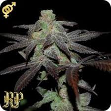 Cheesequake A High Yeilding Strain Said To Have A Flavor Profile Of A Grape Cheese Danish With An Out Of Body Medicinal Effect Marijuana Strains Pinterest