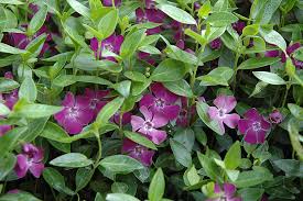 Image result for Vinca minor