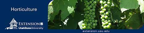 Some popular varieties include 'concord', 'delaware', and 'niagara'. Https Digitalcommons Usu Edu Cgi Viewcontent Cgi Article 2661 Context Extension Curall