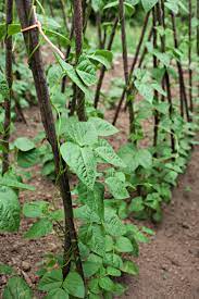 By training cucumbers, peas, and beans to grow vertically, you can save a lot of space for more veggie varieties. How To Stake Pole Beans Learn More About Pole Bean Supports
