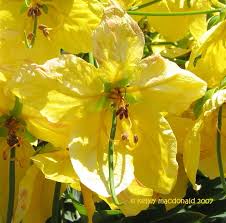 If you find a pod on the ground, chances are you'll be able to track down. Plantfiles Pictures Cassia Species Gold Medallion Tree Cassia Leptophylla By Kell