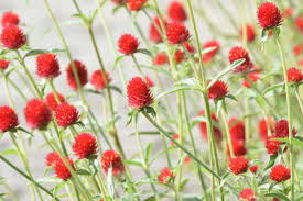 Image result for Gomphrena martiana