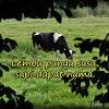 On the practical application of the proverb, it is normally used to insinuate a person (meaning he is like the sapi) who had gained all the credits out of other's (the others are like all the other cows) efforts. 1