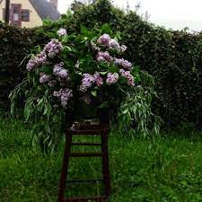 I Could Rub My Nose Into A Lilac Right About Now Fbf Also Rip Vase You Were My Favorite Vase I Broke You Flower Farm Flower Farmer Modern Garden