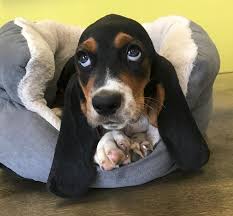 We are a family owned basset hound breeder. Basset Hound Puppies For Sale In Westchester New York