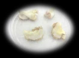 Image result for Cyamopsis serrata