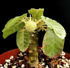 Image result for Dorstenia cuspidata