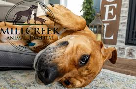 The pet resort assistant has the responsibility of taking care of the everyday needs of the guests in our boarding facilities and possible hospital patients. Millcreek Animal Hospital Home Facebook