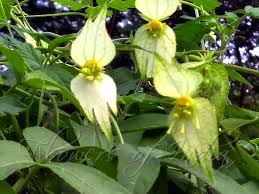 Image result for Dalechampia capensis