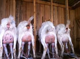 Pentru detalii va rog sunati la nr:0721670287. Vand Capre Saanen Iasi