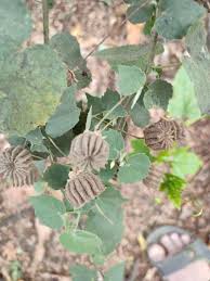 Image result for Abutilon indicum