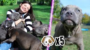 5 yavru kopek ile bir gun gecirmek inanilmaz deneyim youtube