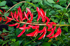 Image result for Erythrina × coddii