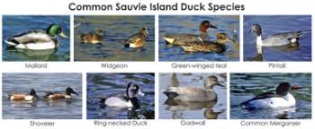 A Beginners Guide To Waterfowl Hunting On Sauvie Island