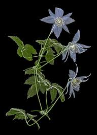 Benefits from staking or support from surrounding plants. Blue Bell Clematis Allan Gill Photography