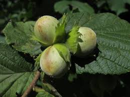 More images for hazelnut plant in india » Global Aginvesting