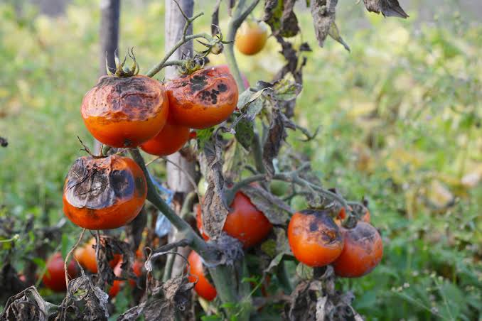 Tomato Late Blight: Don't Blame the Soil - Laidback Gardener