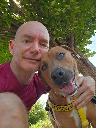 Shihtzu dog adoption and rehoming