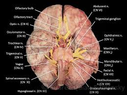 Summary Of The Cranial Nerves Teachmeanatomy