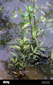 Image result for Hygrophila spiciformis