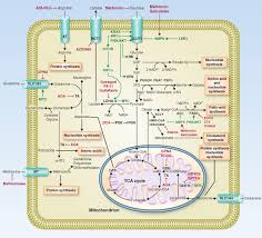 Support for virgil (and all with serious illnesses) Targeting Cancer Metabolism Dietary And Pharmacologic Interventions Cancer Discovery