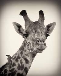 The Very Best Of African Wildlife Photography By Billy Dodson Photography Office African Wildlife Photography African Wildlife Wildlife Photography