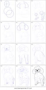 How to draw a poodle. How To Draw A Poodle Dog Printable Step By Step Drawing Sheet Drawingtutorials101 Com