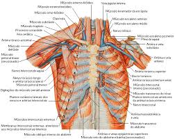 Meet your pectoralis major and pectoralis minor. Chest Muscles Anatomy Class