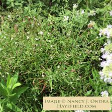 Image result for Epilobium