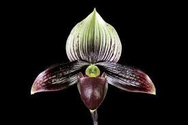 Image result for Paphiopedilum