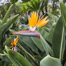 Image result for Strelitzia caudata