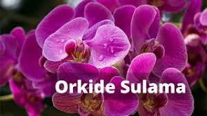 Cicek Acmayan Orkideye Cicek Actirma Tuyosu Orkide Bakimi 2020 Orkideler Saksida Cicekler Cicek
