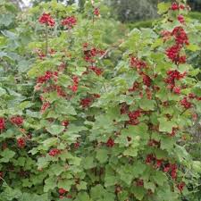 Ribes Rubrum Fruits Rouges Groseillier A Grappes Fruits Rouges Arbuste Faire De La Confiture Petit Fruit