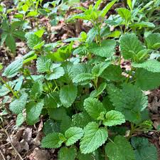 Image result for Melissa officinalis