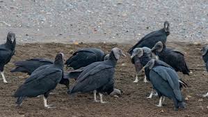 Image result for vultures