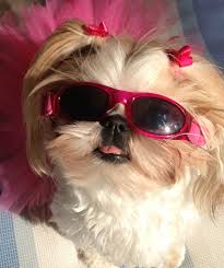 Shih Tzu Puppy On Vacation Blu Is Totally Getting Some Doggles Shih Tzu Puppy Shih Tzu Shih Tzu Dog