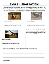 African Animal Adaptations Animal Adaptations African Animals Animals