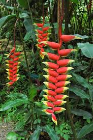 Welcome To Kalani Kalani Retreat Center Big Island Hawaii Beautiful Flowers Garden Hawaii Flowers Tropical Garden