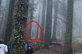 Realorfake Scary Weird Real Or Fake A Big Lurking Figure Standing In The Woods Paranormal Pictures Creepy Ghost Creepy Photos