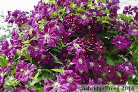 Maybe you would like to learn more about one of these? Etoile Violette Clematis For Sale Uk Grown Ashridge Nurseries