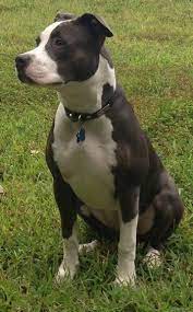Maybe you would like to learn more about one of these? American Pit Bull Terrier Dog Breed Pictures 3