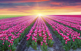Enter the sea of flowers blueprint by clicking the switch blueprint button. Tulip Bloom Netherlands