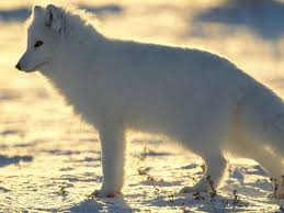 We did not find results for: Fox Haiwan Gambar Dan Penerangan